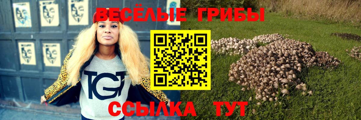 Псилоцибиновые грибы GOLDEN TEACHER  Псилоцибиновые грибы GOLDEN TEACHER  Вход с VPN  хочу наркоту  Магадан 